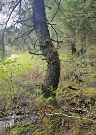 Attēlu rezultāti vaicājumam “Calypogeia azurea macro”