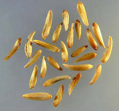 Attēlu rezultāti vaicājumam “Lapsana communis fruit”