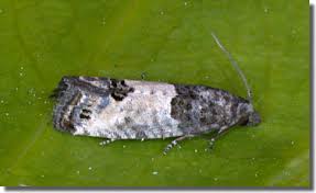 Attēlu rezultāti vaicājumam “Spilonota ocellana”