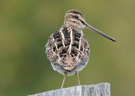 Image result for Gallinago delicata