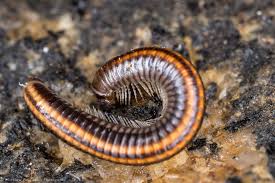 Attēlu rezultāti vaicājumam “Ommatoiulus sabulosus”