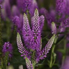Attēlu rezultāti vaicājumam “Veronica longifolia flower”