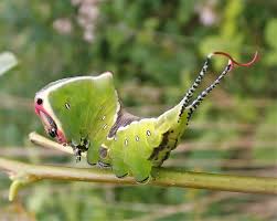 Attēlu rezultāti vaicājumam “Cerura vinula”