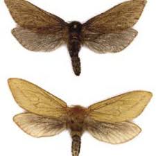 Attēlu rezultāti vaicājumam “Hepialus humuli female”