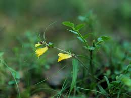 Attēlu rezultāti vaicājumam “Melampyrum sylvaticum flower”