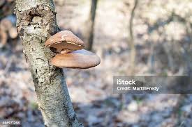 Attēlu rezultāti vaicājumam “Piptoporus betulinus”