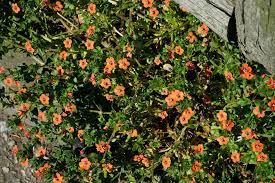 Attēlu rezultāti vaicājumam “Anagallis arvensis flower”