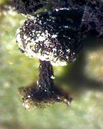 Attēlu rezultāti vaicājumam “Didymium melanospermum spores”