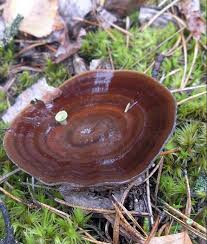 Attēlu rezultāti vaicājumam “Coltricia perennis”