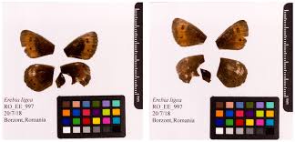 Attēlu rezultāti vaicājumam “Erebia ligea underside”