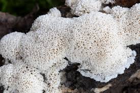 Attēlu rezultāti vaicājumam “Badhamia lilacina macro”