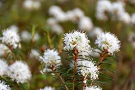 Attēlu rezultāti vaicājumam “Ledum palustre”