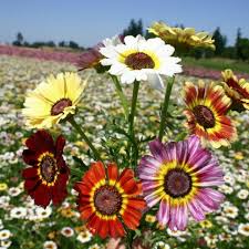 Image result for Chrysanthemum ptarmiciflorum