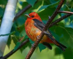 Image result for Piranga olivacea