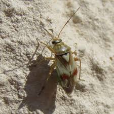 Attēlu rezultāti vaicājumam “Lygus pratensis imago”