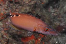 Image result for Labrus mixtus