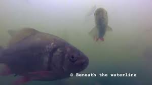 Image result for Cyprinus multitaeniatus