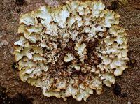 Attēlu rezultāti vaicājumam “Cetrelia olivetorum”