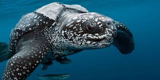 Image result for Dermochelys coriacea