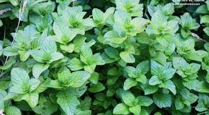 Attēlu rezultāti vaicājumam “Mentha aquatica”