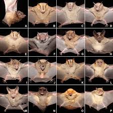 Attēlu rezultāti vaicājumam “Chiroptera”