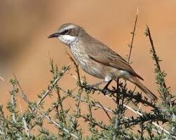 Attēlu rezultāti vaicājumam “Muscicapidae”