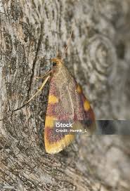 Attēlu rezultāti vaicājumam “Hypsopygia costalis”