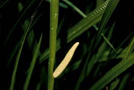 Attēlu rezultāti vaicājumam “Acorus calamus”