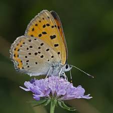 Attēlu rezultāti vaicājumam “Lycaena alciphron underside”
