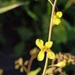 Attēlu rezultāti vaicājumam “Sisymbrium volgense flower”