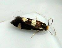 Attēlu rezultāti vaicājumam “Incurvaria praelatella”