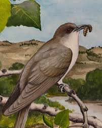 Image result for Coccyzus erythropthalmus