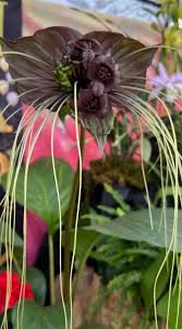 Image result for Tacca chantrieri