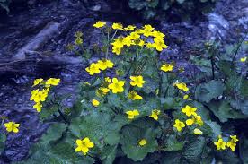 Attēlu rezultāti vaicājumam “Caltha palustris”