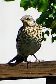 Attēlu rezultāti vaicājumam “Turdus viscivorus adult”