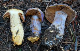 Attēlu rezultāti vaicājumam “Cortinarius traganus”