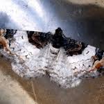 Attēlu rezultāti vaicājumam “Catarhoe cuculata”