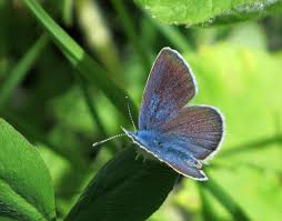 Attēlu rezultāti vaicājumam “Cyaniris semiargus male”