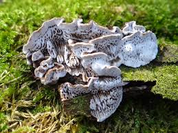 Attēlu rezultāti vaicājumam “Ischnoderma benzoinum”