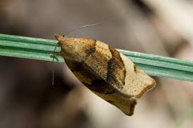 Attēlu rezultāti vaicājumam “Pandemis cinnamomeana”