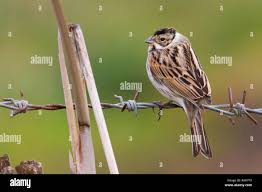 Attēlu rezultāti vaicājumam “Emberiza schoeniclus male”