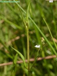 Attēlu rezultāti vaicājumam “Veronica scutellata”