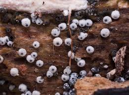 Attēlu rezultāti vaicājumam “Lasiosphaeria ovina”