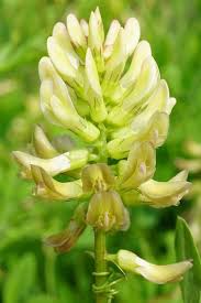 Attēlu rezultāti vaicājumam “Astragalus glycyphyllos”