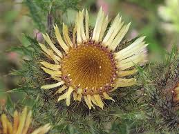 Attēlu rezultāti vaicājumam “Carlina vulgaris flower”