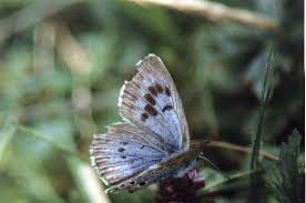 Attēlu rezultāti vaicājumam “Phengaris arion upperside”