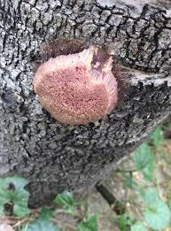 Attēlu rezultāti vaicājumam “Symphytocarpus flaccidus spores”