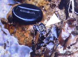 Attēlu rezultāti vaicājumam “Trichoptera egg mass”