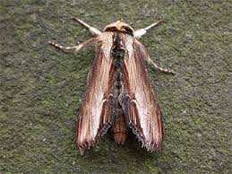 Attēlu rezultāti vaicājumam “Cucullia verbasci”