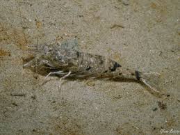 Attēlu rezultāti vaicājumam “Crangon crangon”